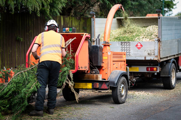 Best Professional Tree Care  in Richmond Heights, FL